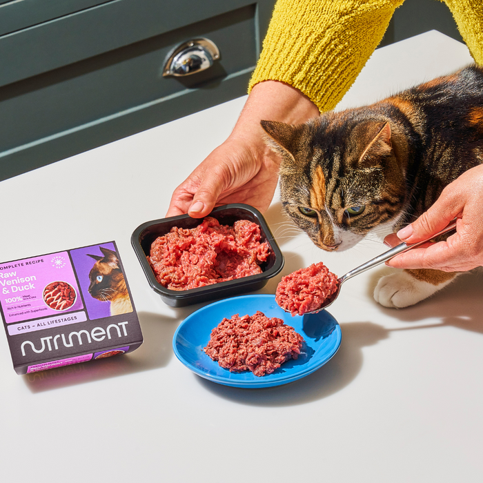 A person serves 5kg Cat Raw Starter Duo Box onto a blue plate as a cat sniffs it on a white table.