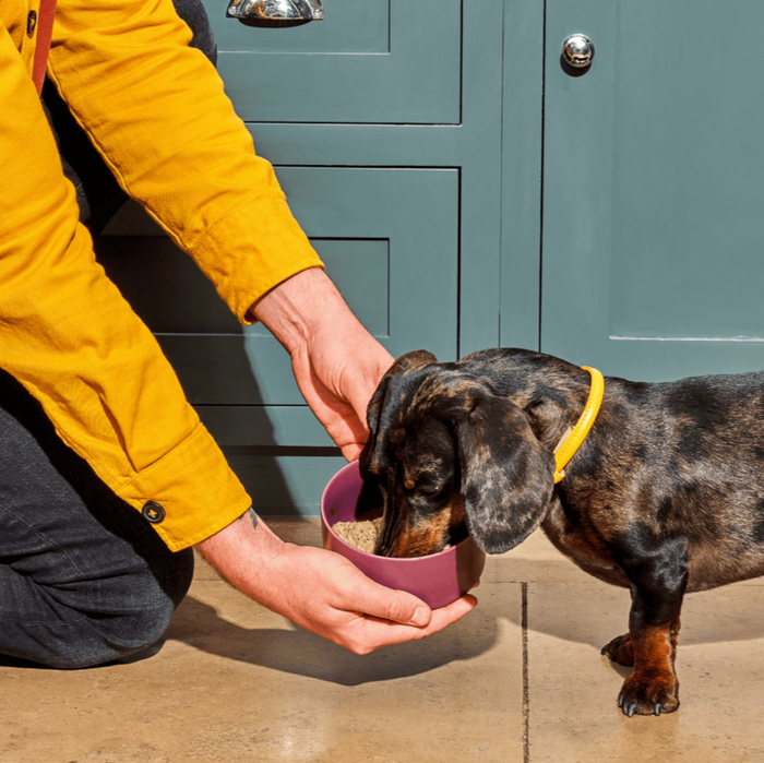 Person in yellow shirt feeds dachshund 8kg Adult Raw Nugget Starter Pack from bowl, promoting raw feeding.