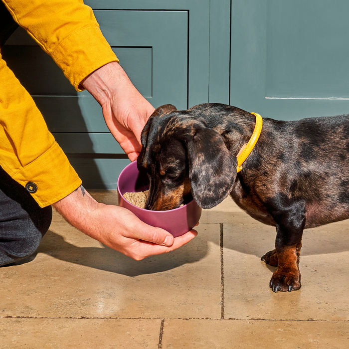Person in a yellow shirt holds an 8kg Senior Raw Nugget Starter Pack as a dachshund with a yellow collar eats.