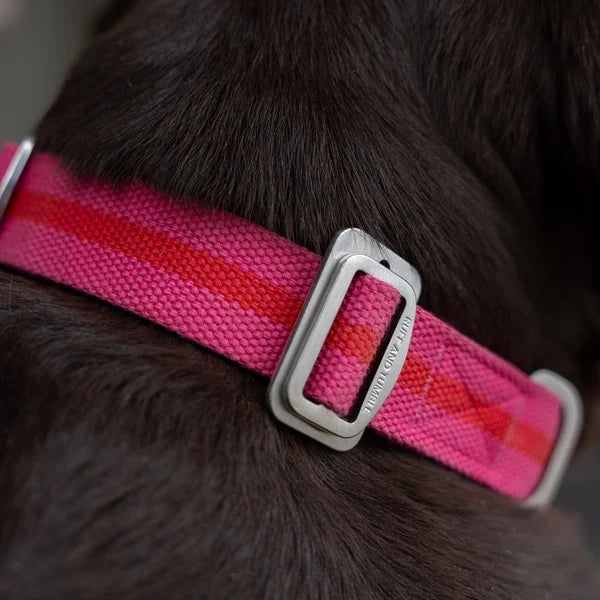 All-Terrain Canvas Collar