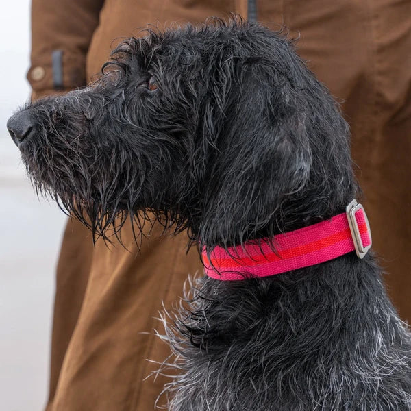 All-Terrain Canvas Collar