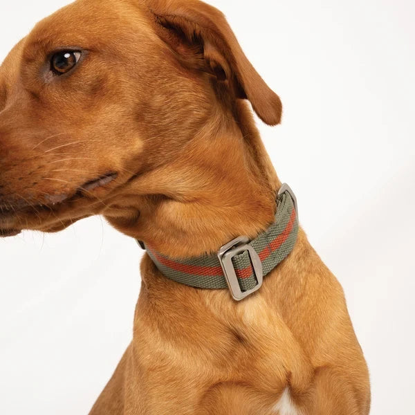All-Terrain Canvas Collar