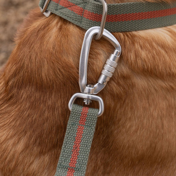 All Terrain Canvas Lead