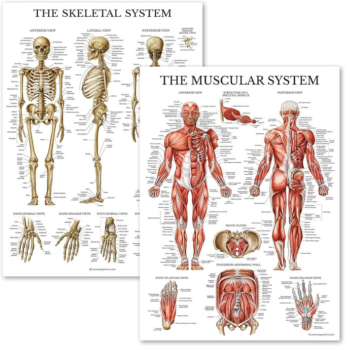 Anatomical chart set Model 1035-21CHT, muscular and skeletal system posters