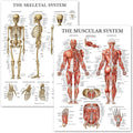 Anatomical chart set Model 1035-21CHT, muscular and skeletal system posters