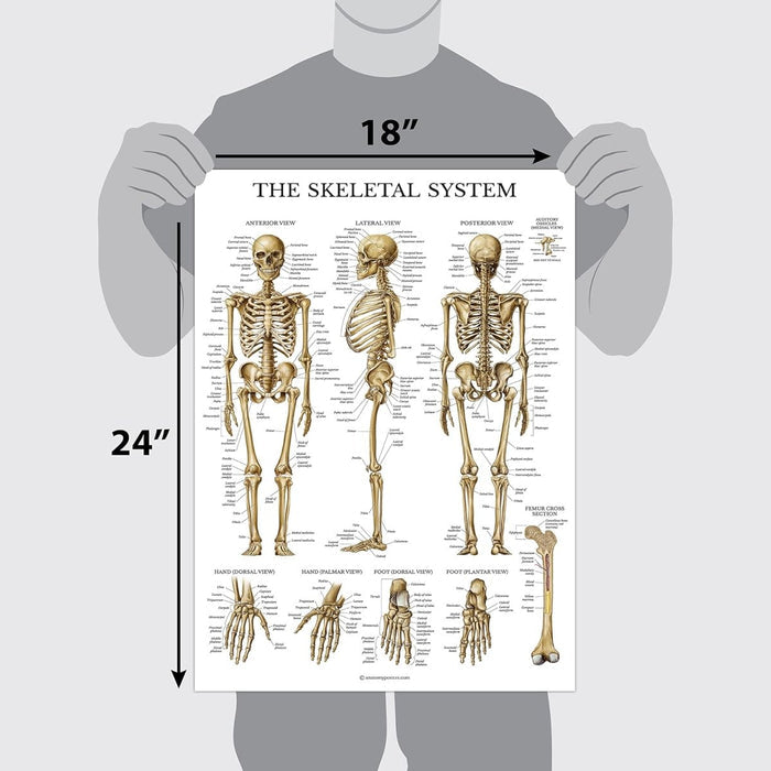 Anatomical chart set, Model 1035-21CHT — muscular and skeletal system teaching posters