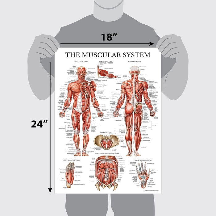 Anatomical chart set, Model 1035-21CHT — anatomy education wall charts