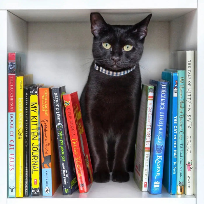 Cat Collars - Various Designs