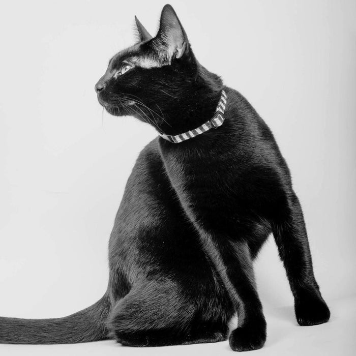 Cat Collars - Various Designs
