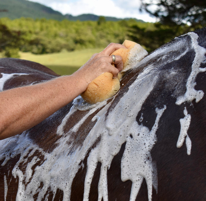 Clean & Shine Grooming Bundle