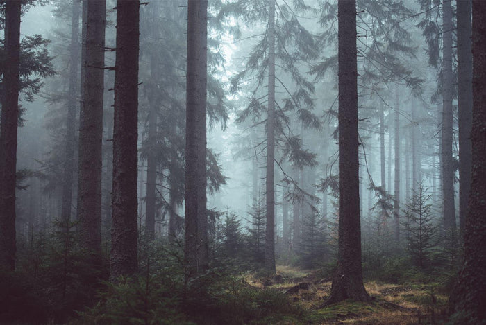 Dark Forest Landscape Wallpaper: Study Room, Office Decor