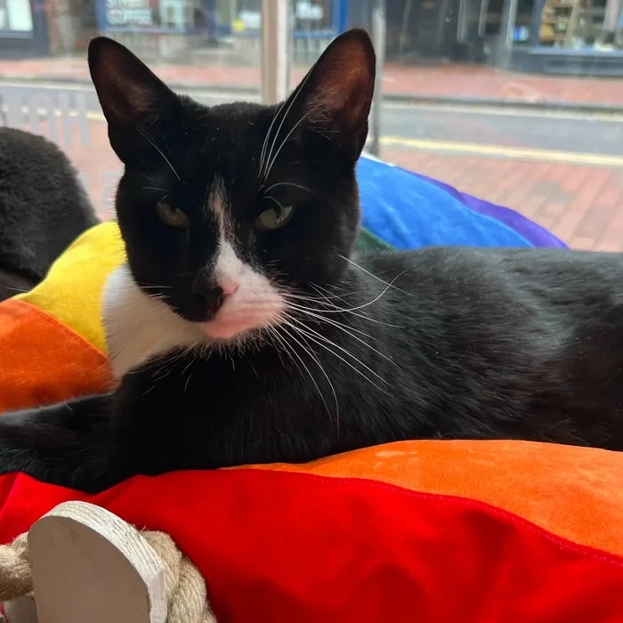 Dog Bed in Rainbow Pride Flag