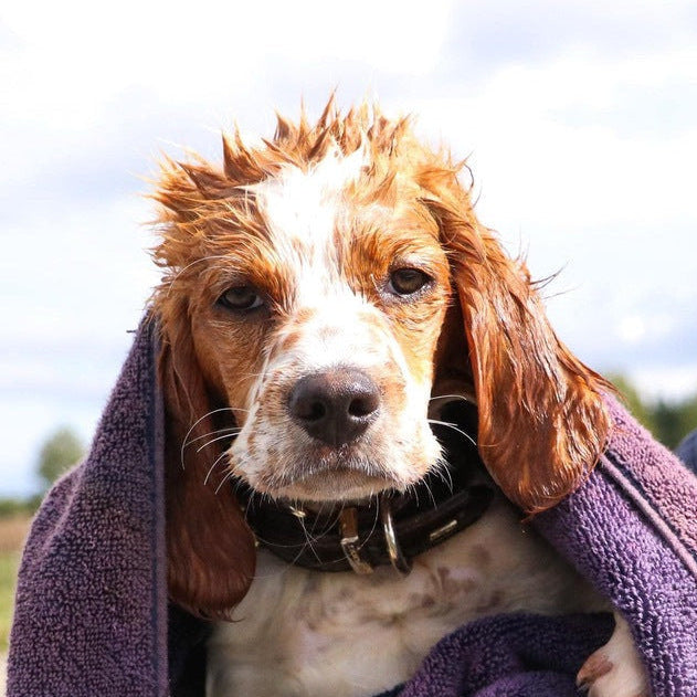 Eco Dog Pure Paws Soap Block