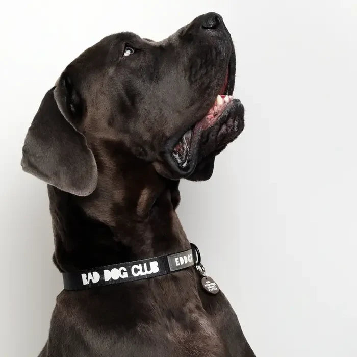 Eddgy Dog Collar - BDC