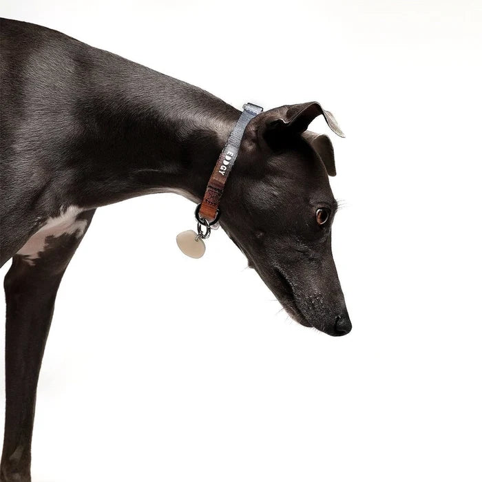 Eddgy Dog Collar - Bruce