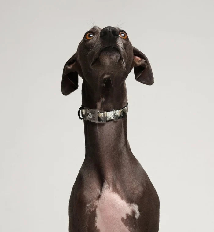 Eddgy Dog Collar - Loki