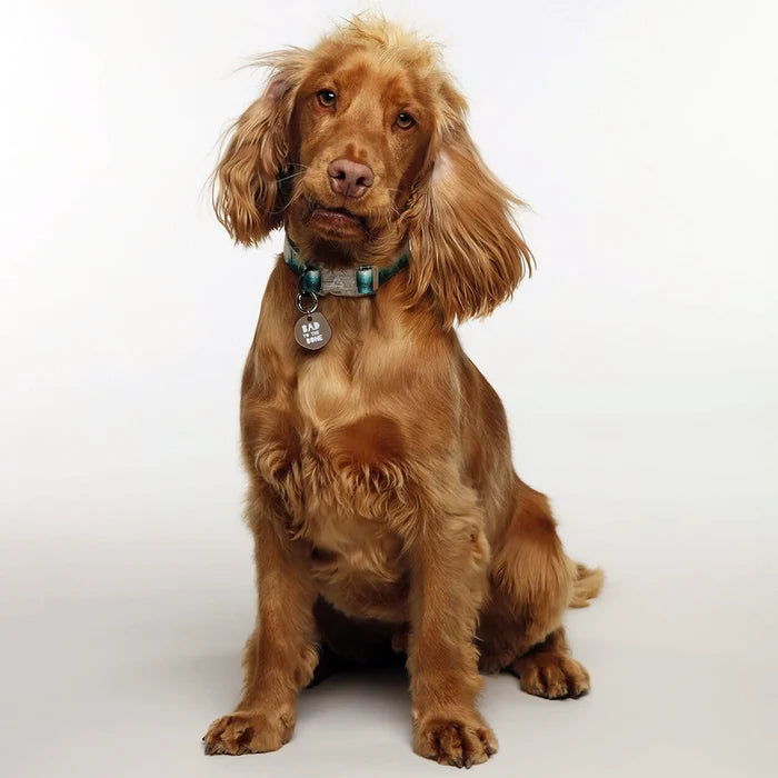 Eddgy Dog Collar - Maximus