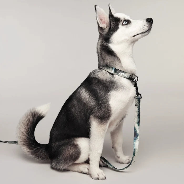 Eddgy Dog Collar - Skye