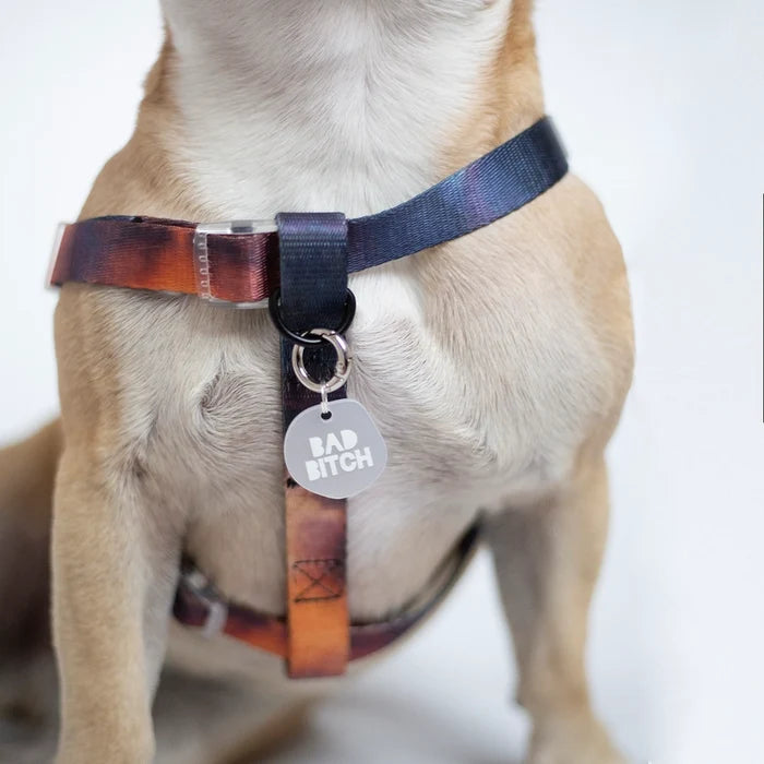 Eddgy Dog Harness - Bruce