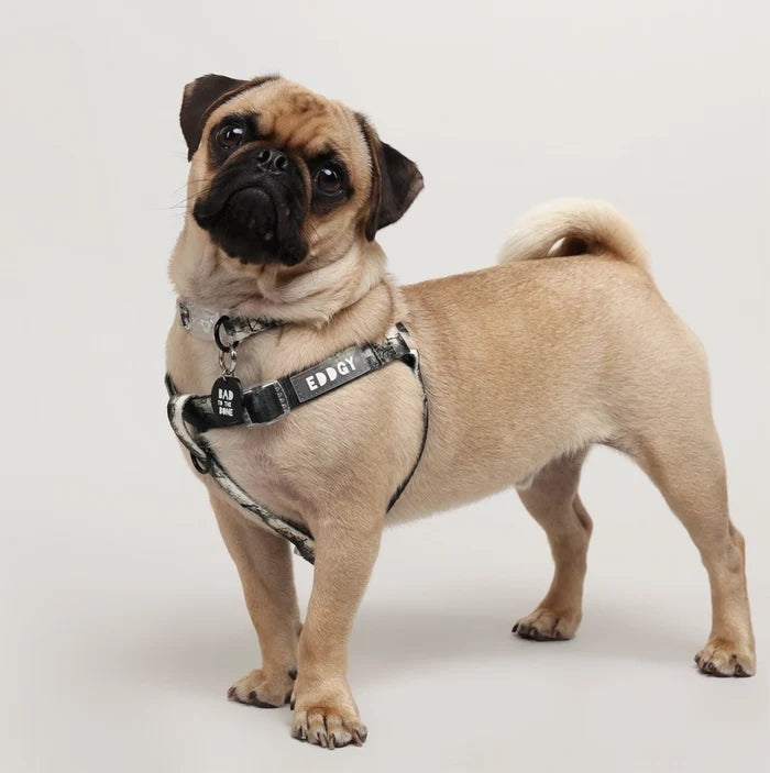 Eddgy Dog Harness - Loki