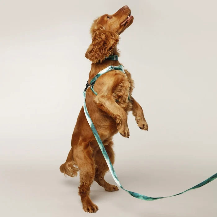 Eddgy Dog Harness - Maximus