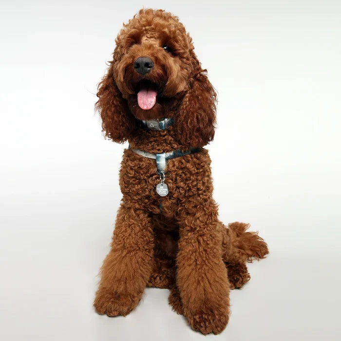 Eddgy Dog Harness - Skye