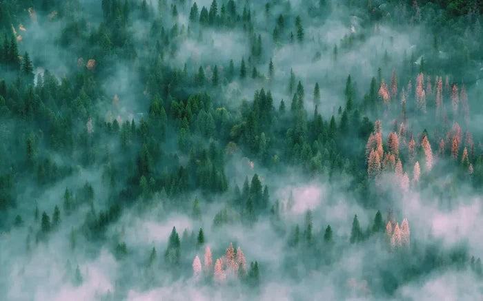 Foggy Forest Wallpaper Mural: Peel and Stick Green Trees Wall Art