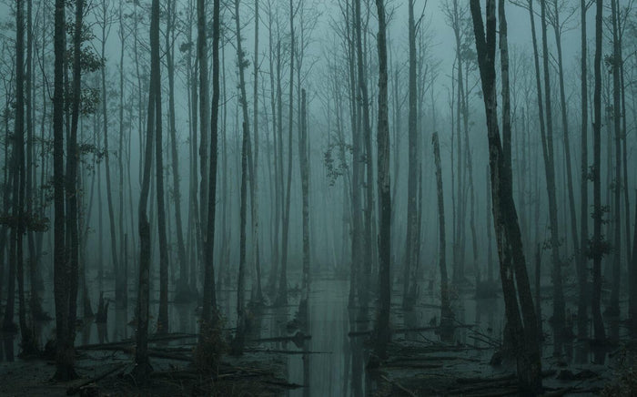 Foggy Lake Forest Wallpaper Mural - Peel and Stick Wall Art