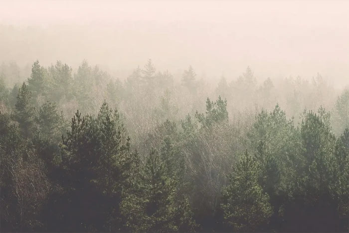 Foggy Pine Tree Mural: Watercolor Landscape Wallpaper (Peel & Stick)