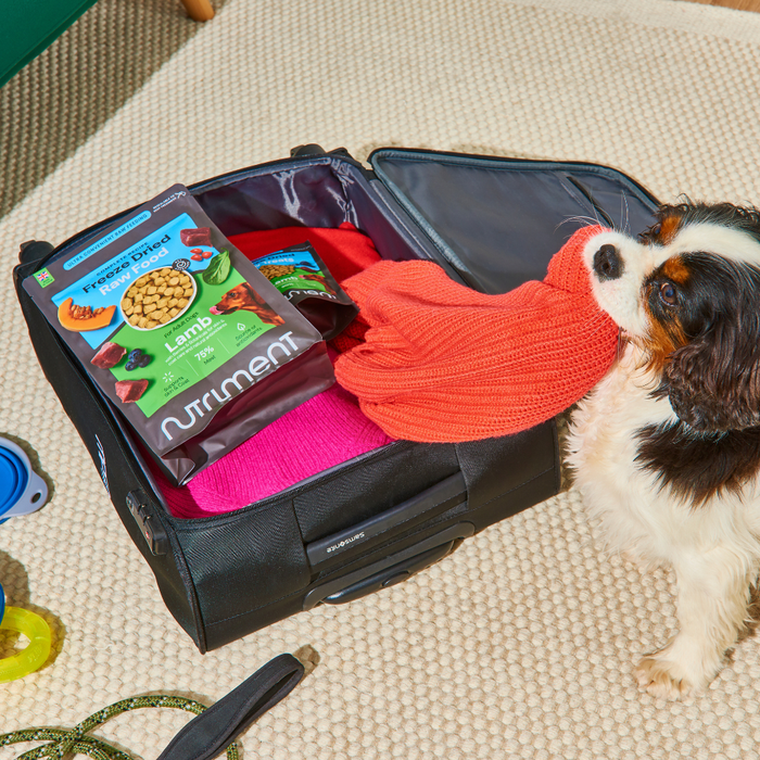 A dog pulls an orange sweater from a suitcase packed with Freeze Dried Food - Beef 225g and clothes.