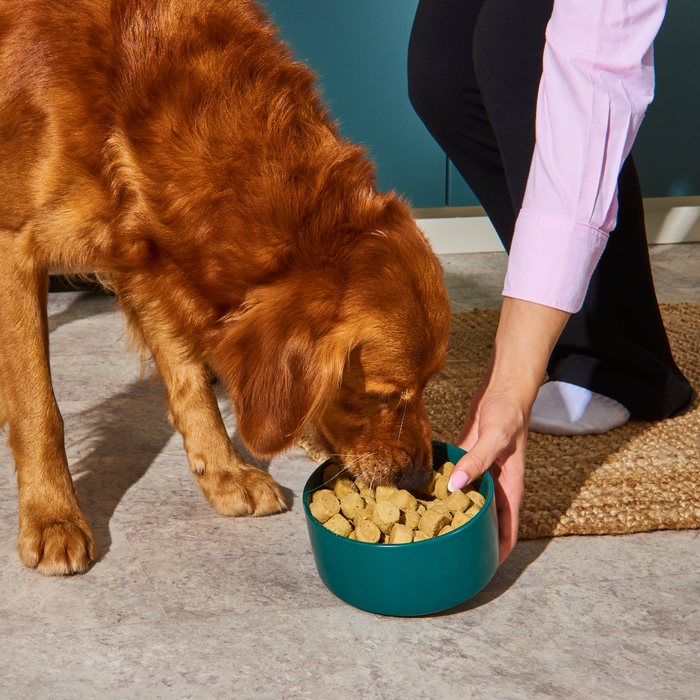 A golden retriever enjoys Freeze Dried Food - Lamb 225g from a teal bowl held by a kneeling person.