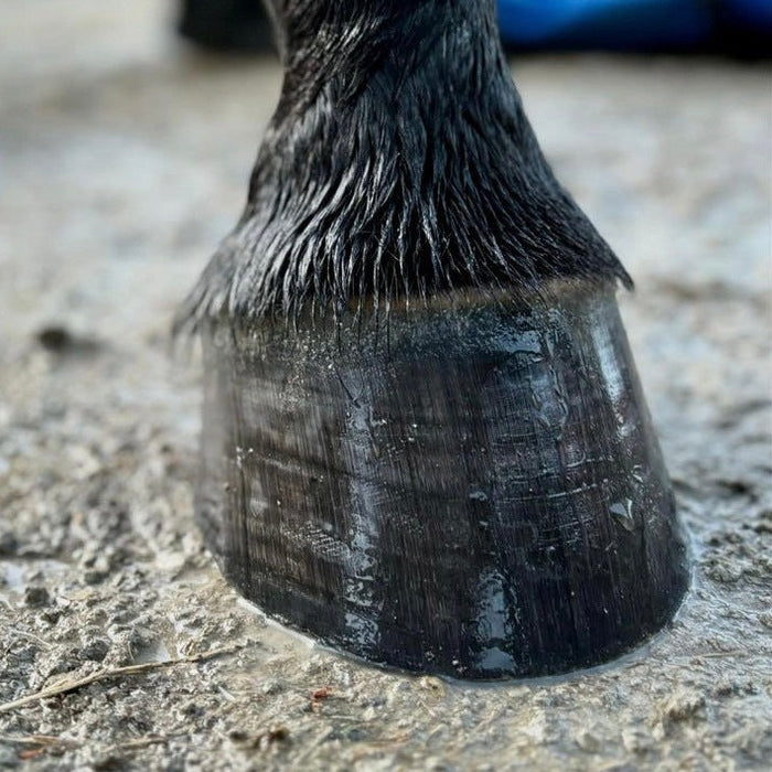 Hoof Gloss & Conditioning Balm