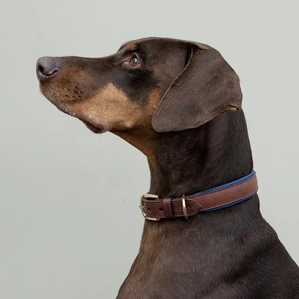 Morston Padded Leather Collar