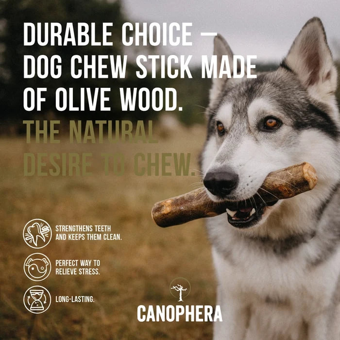 Olive Wood - Canophera