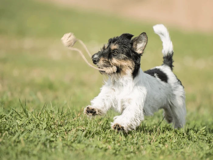 Pup's First Fetch & Tug - Natural Cotton Rope Toy
