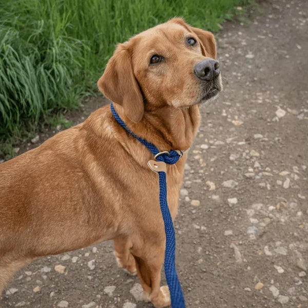 Ruff & Tumble Slip Lead