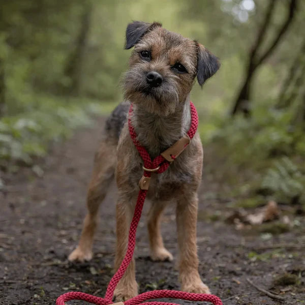 Ruff & Tumble Slip Lead